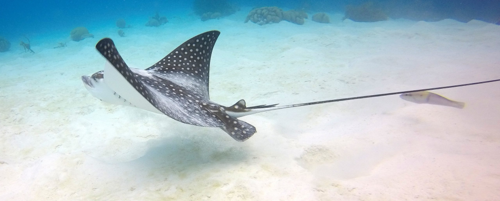 Huurauto Curacao Porte Marie