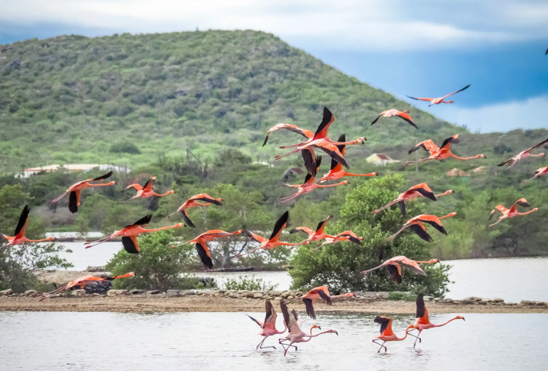 Aluguel de carros em Curaçao Flamingos Curaçao
