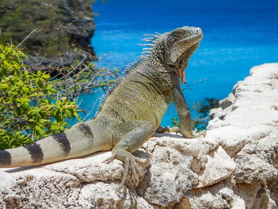 Alquiler de coches en Curazao, fauna silvestre, iguana