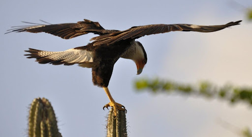 cura explore aluguel de carros em curacao