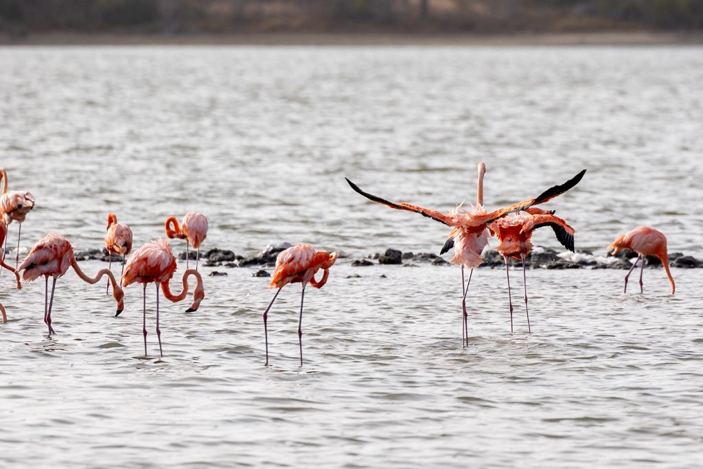 car rental curacao zoutvlaktes